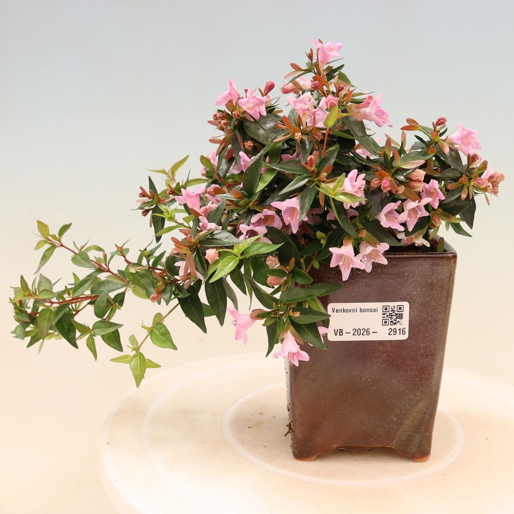Bonsaï d'extérieur - Abelia Edward Goucher - Abélia à grandes fleurs