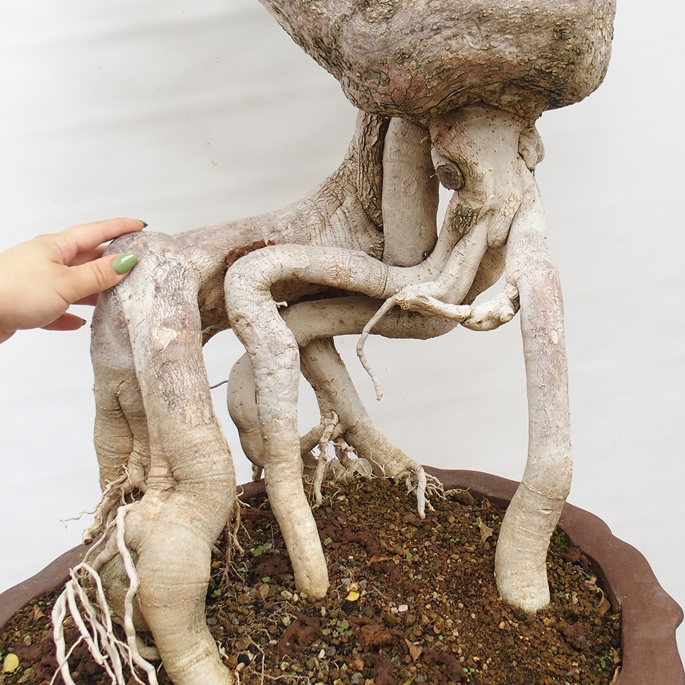 Bonsaï de chambre - Bouganwilea