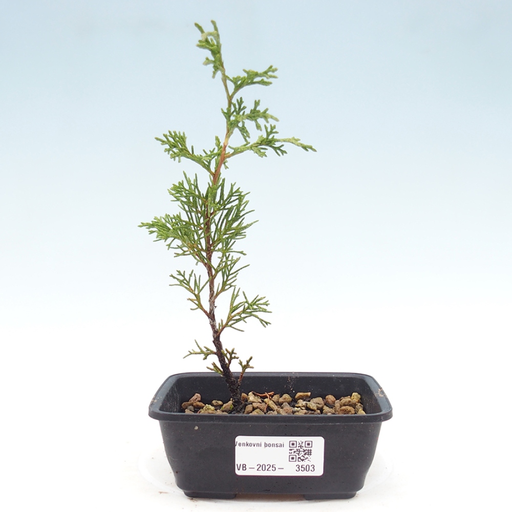 Bonsaï d'extérieur - Juniperus chinensis Itoigawa