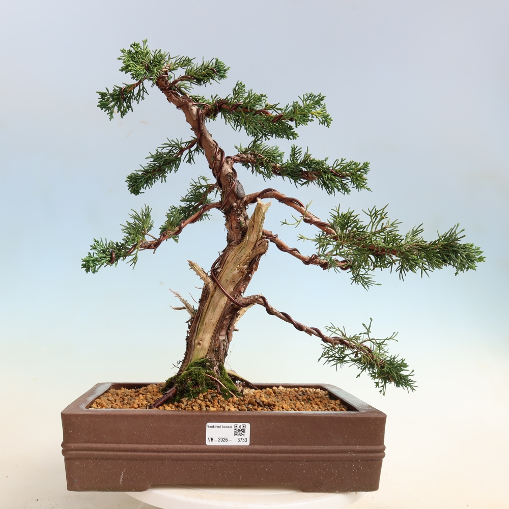 Bonsaï d'extérieur - Juniperus chinensis Kishu