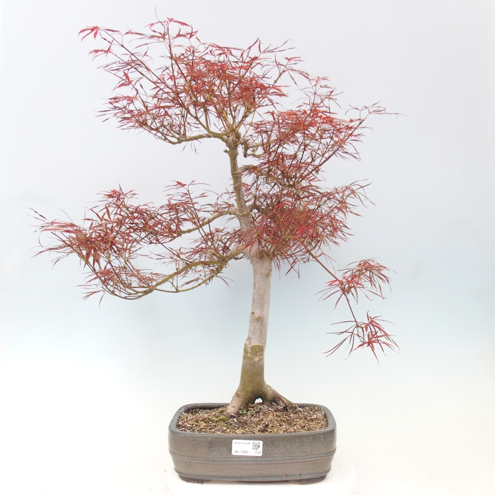 Bonsaï d'extérieur - Acer palmatum RED PYGMY