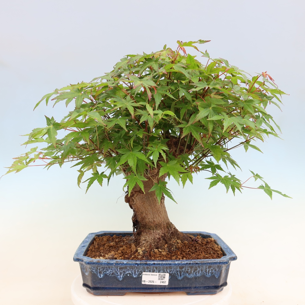 Bonsaï d'extérieur - Maple Burger - Acer Burgerianum