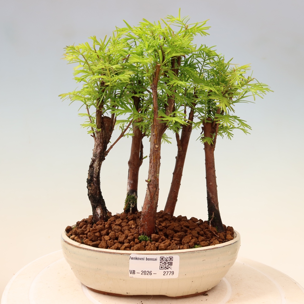 Bonsaï d'extérieur - Metasequoia glyptostroboides - Métaséquoia de Chine - petit bosquet