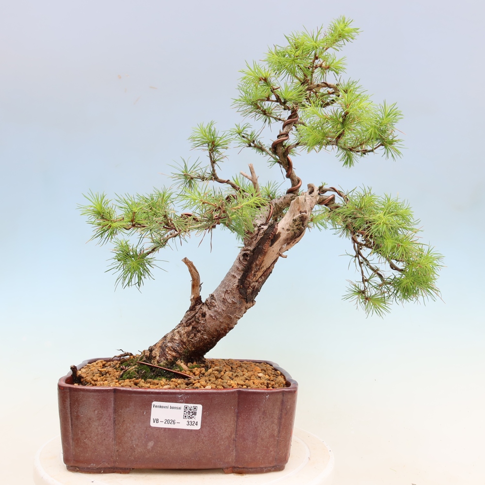 Bonsaï d'extérieur -Larix decidua - Mélèze
