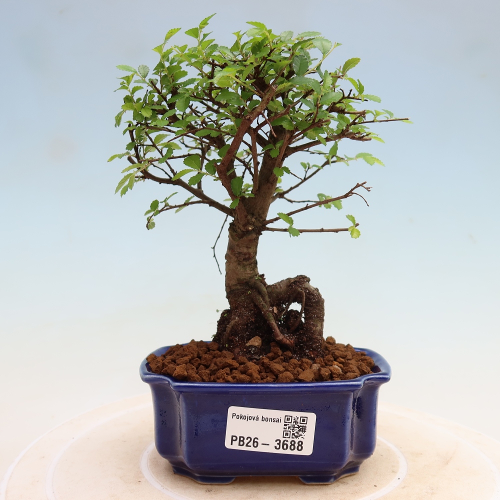 Bonsaï de chambre - Ulmus parvifolia - Orme à petites feuilles