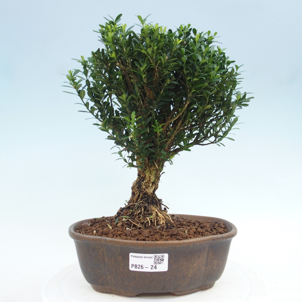 Bonsaï de chambre - Buxus harlandii - buxus liège