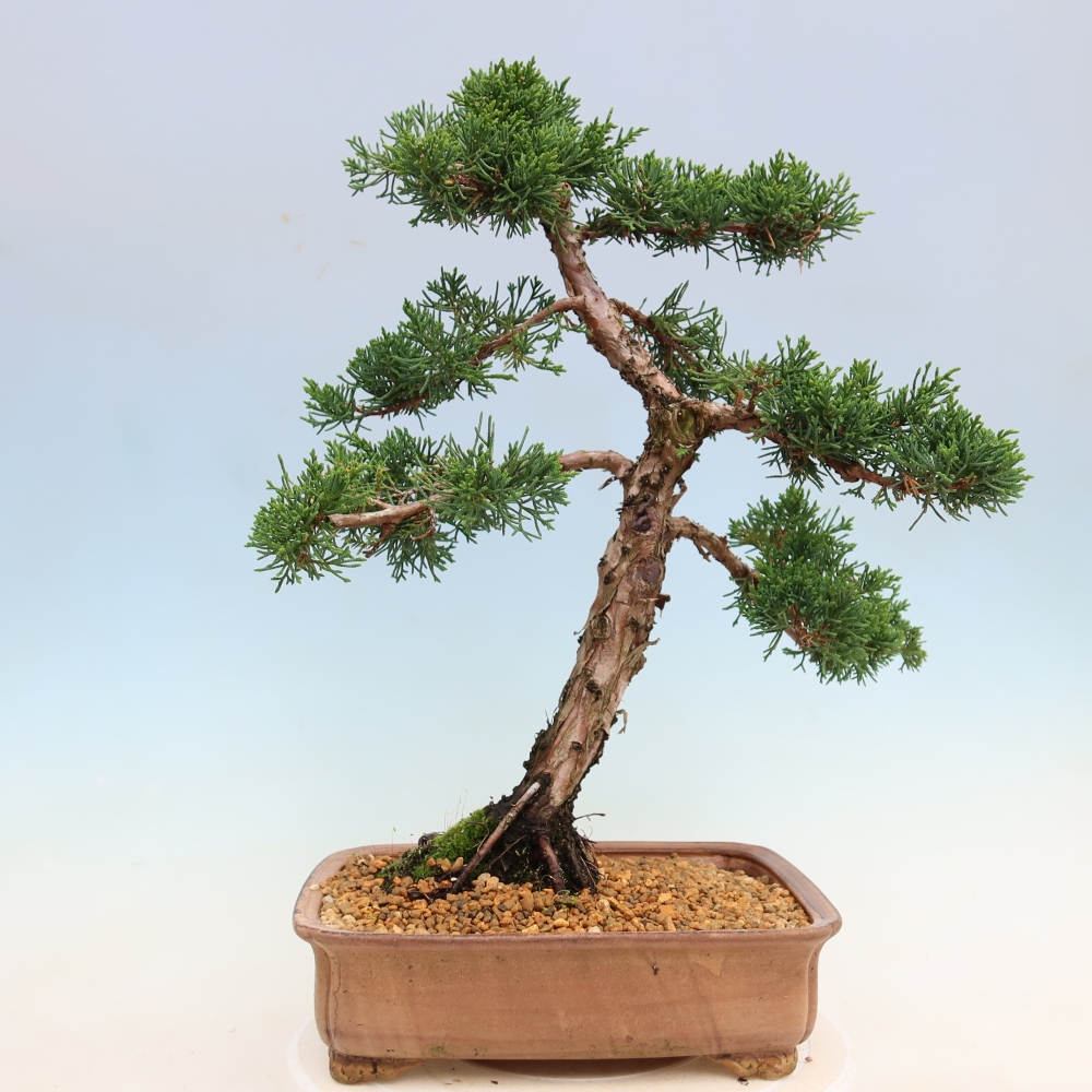 Bonsaï d'extérieur - Juniperus chinensis Kishu