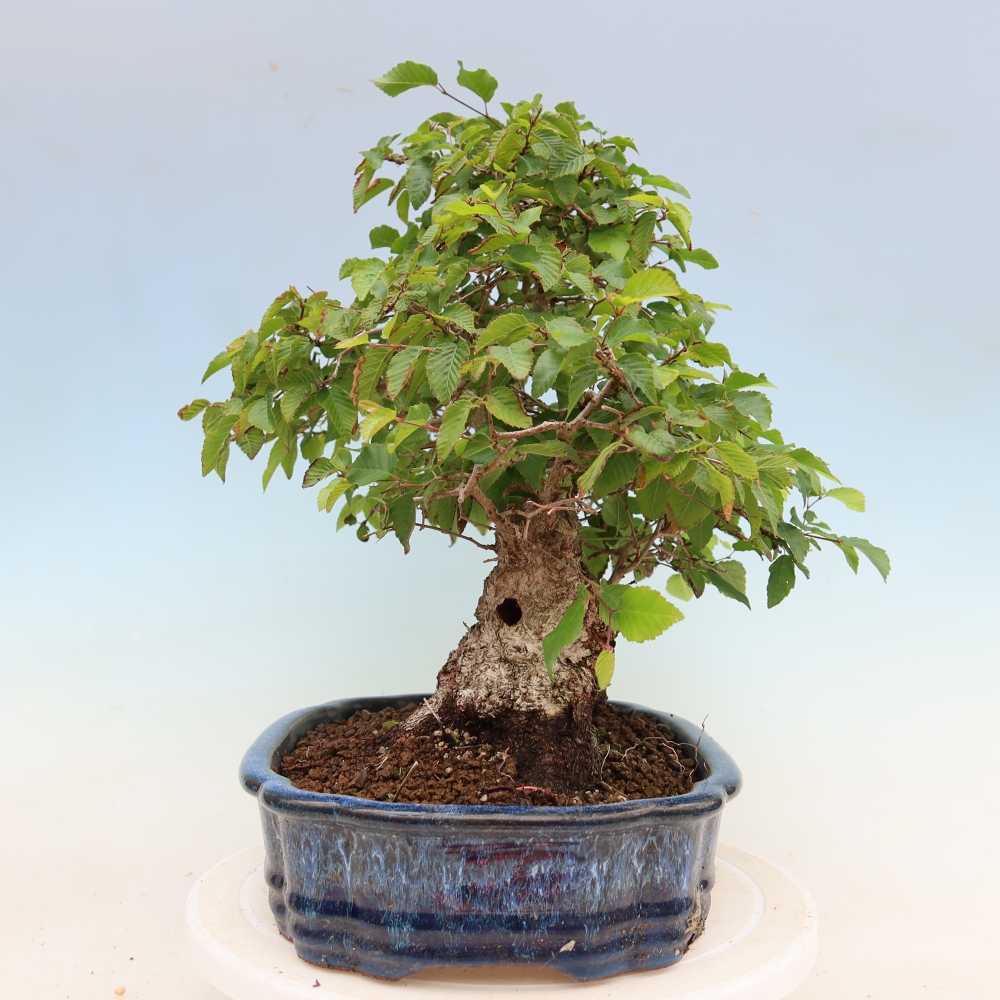 Bonsaï d'extérieur -Carpinus Coreana - Charme de Corée