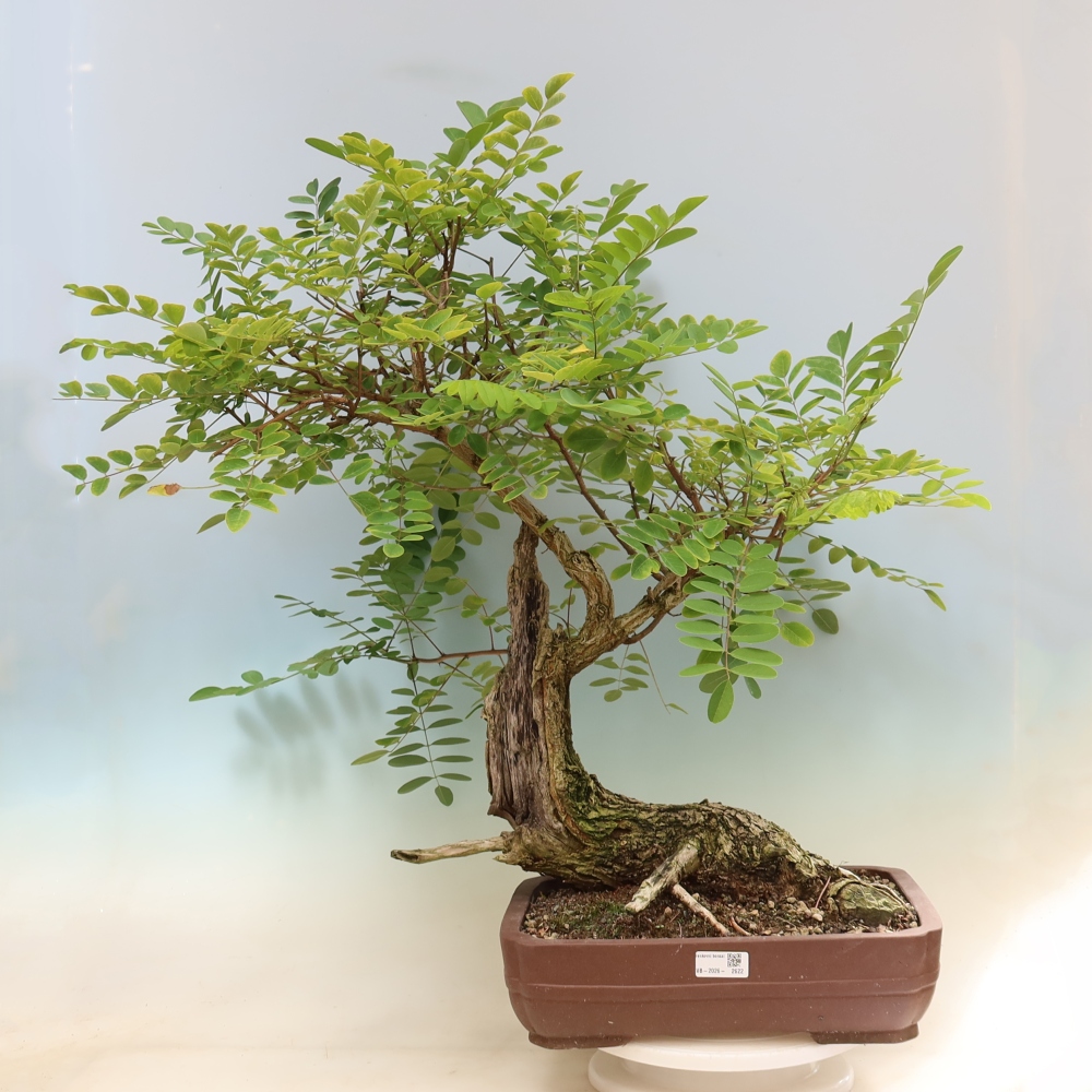 Bonsaï d'extérieur - Acacia épineux - Robinia pseudoacacia