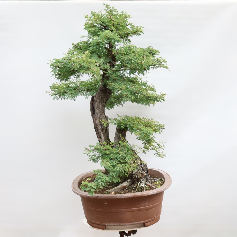 Bonsaï de chambre - Acacias Arabica