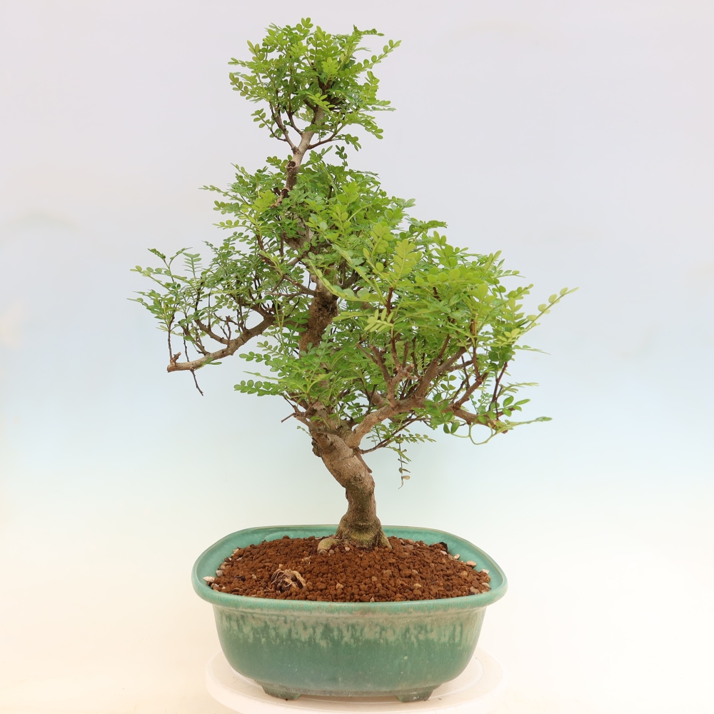 Salle bonsaï - Zantoxylum piperitum - arbre à poivre