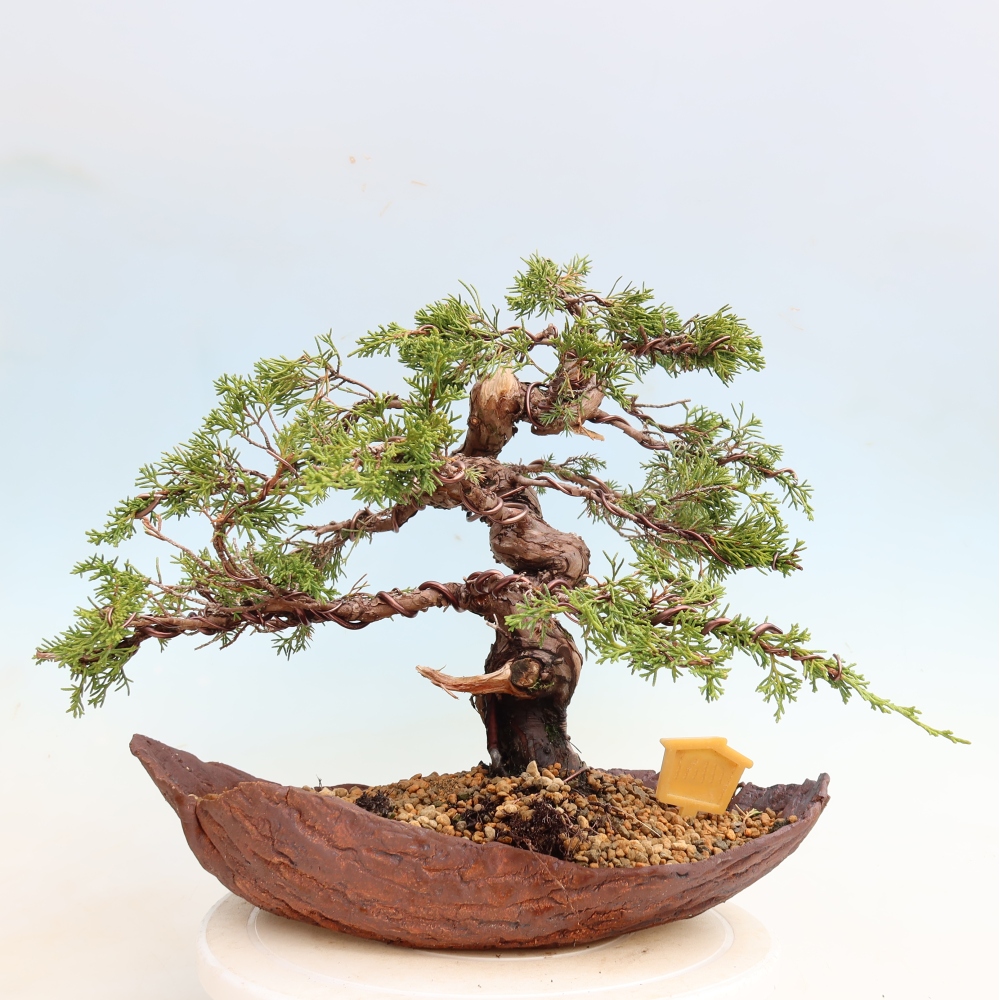 Bonsaï d'extérieur - Juniperus chinensis Itoigawa-Juniperus chinensis
