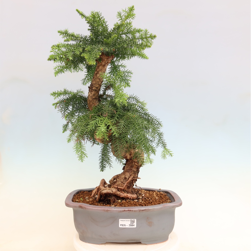 Bonsaï de chambre - Araucaria - épicéa de chambre