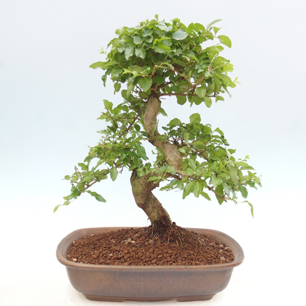 Bonsaï de chambre -Ligustrum chinensis - Bec d'oiseau