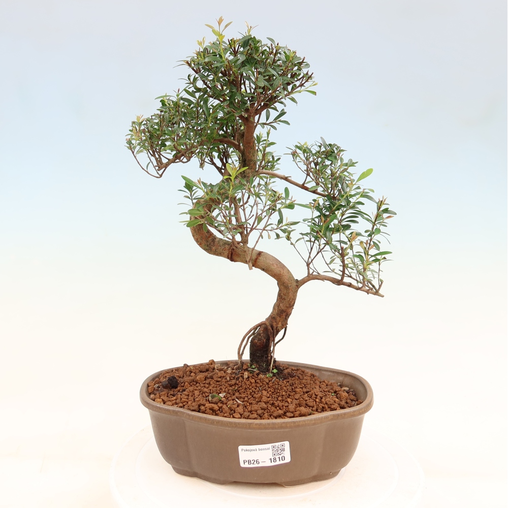 Bonsaï de chambre - Syzygium - Pimento