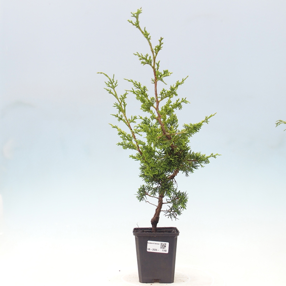 Bonsaï d'extérieur - Juniperus chinensis Itoigawa