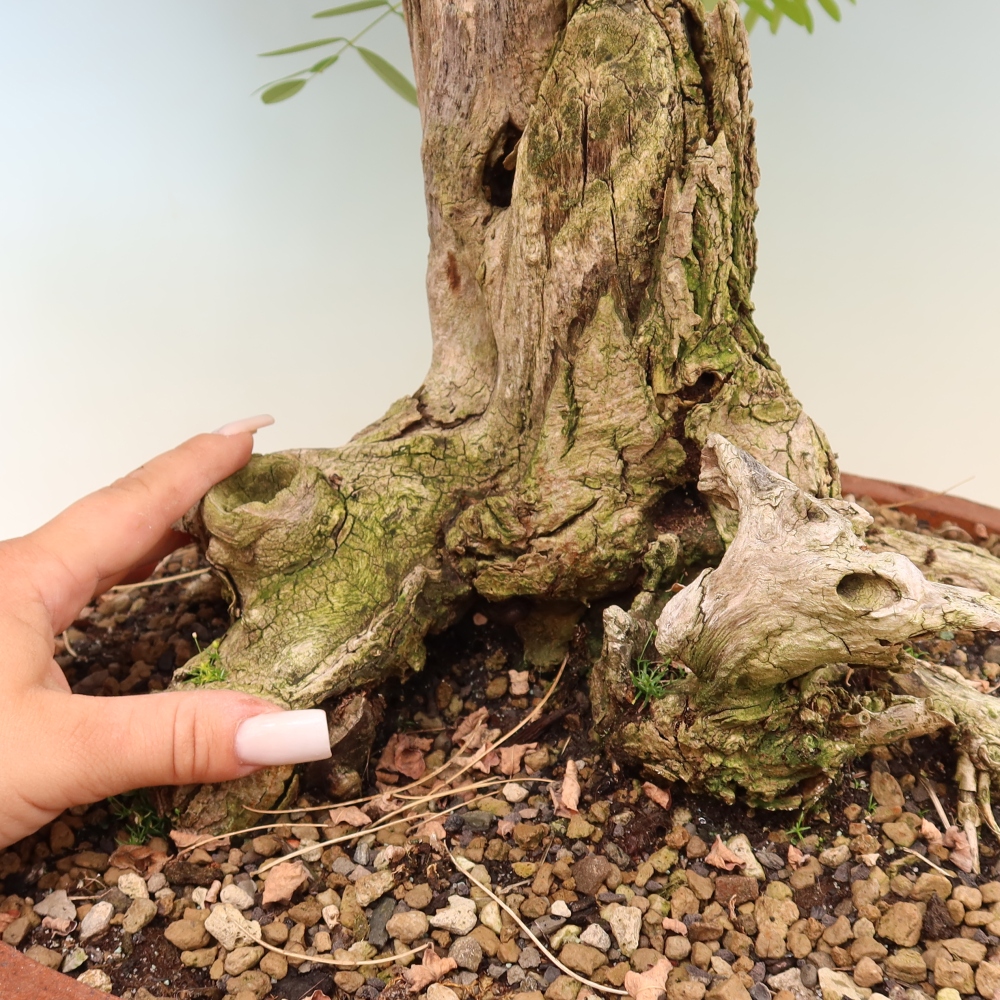 Bonsaï d'extérieur - Acacia épineux - Robinia pseudoacacia