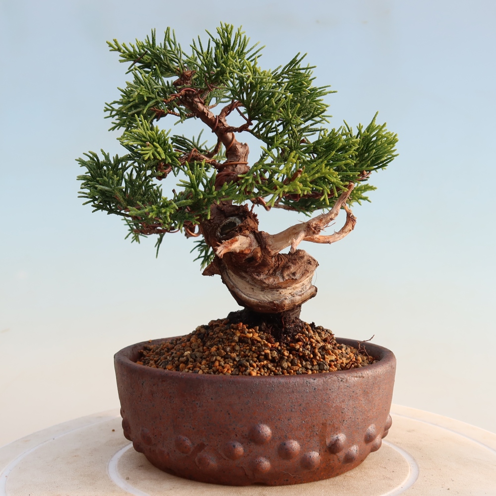 Bonsaï d'extérieur - Juniperus chinensis Itoigawa