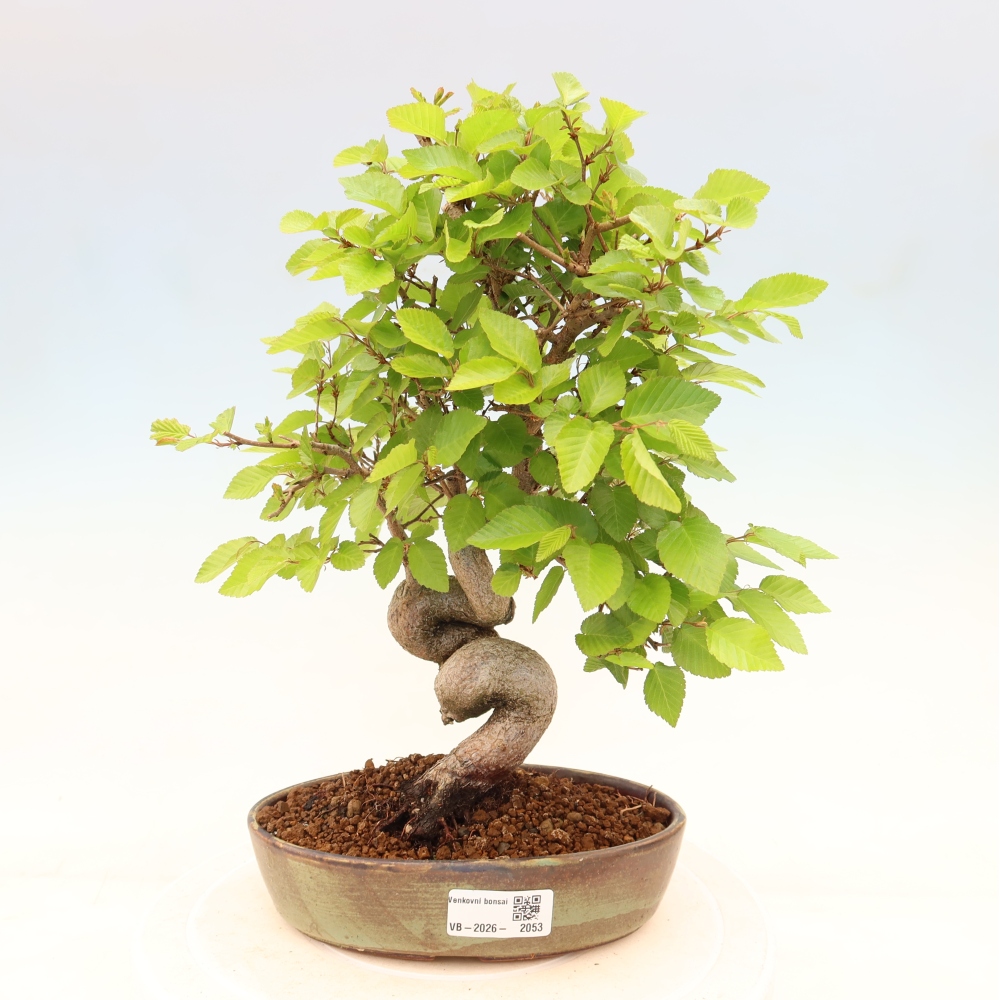 Bonsaï d'extérieur -Carpinus Coreana - Charme de Corée