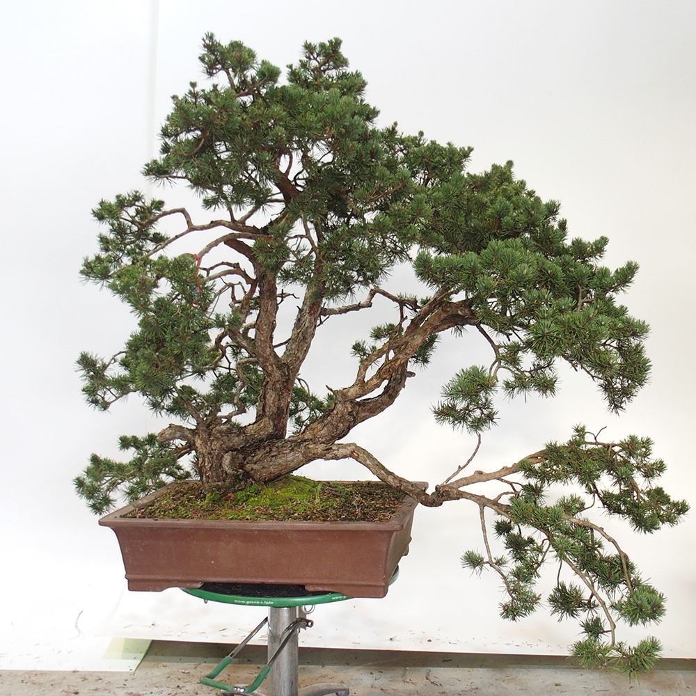 Yamadori - Pinus sylvestris Espagne