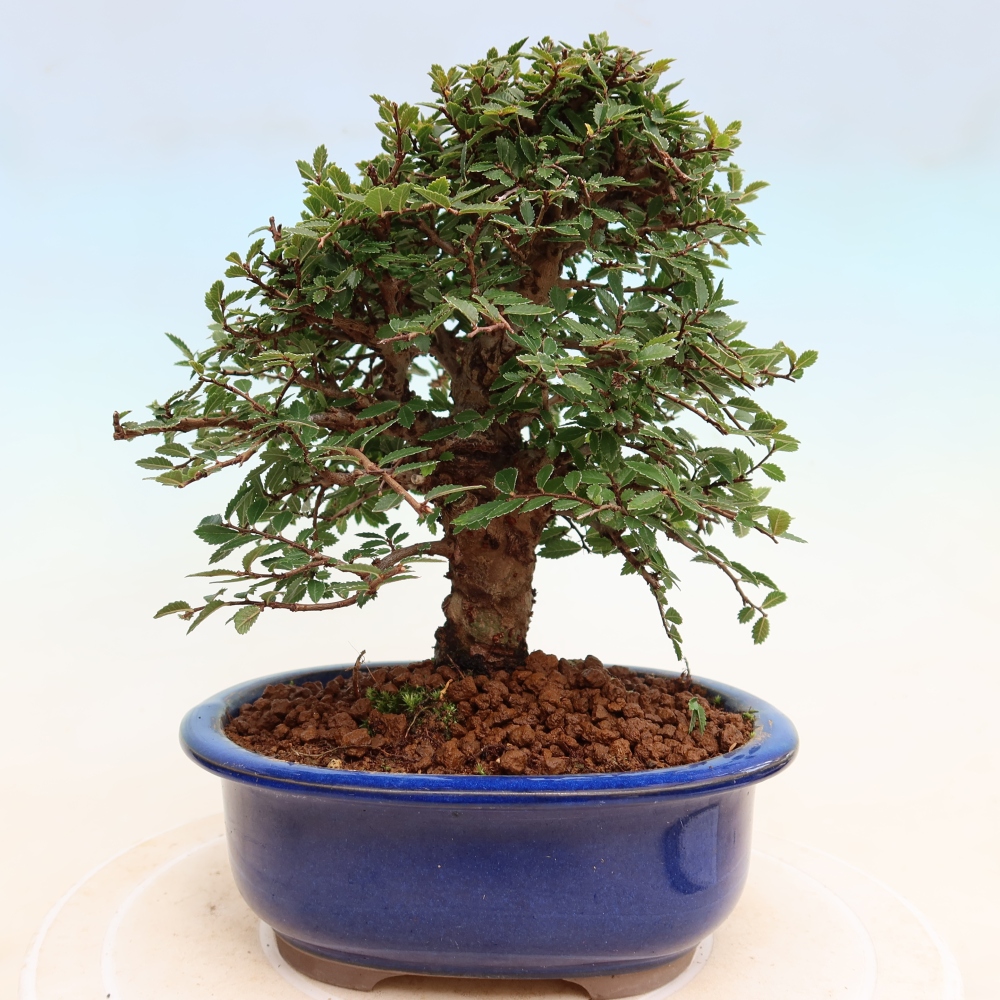 Bonsaï d'extérieur - Zelkova - Zelkova NIRE