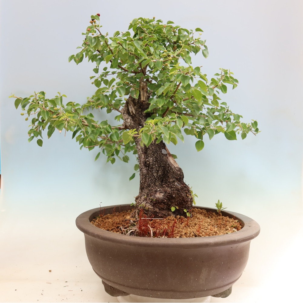 Bonsaï d'extérieur - Mahalebka - Prunus mahaleb
