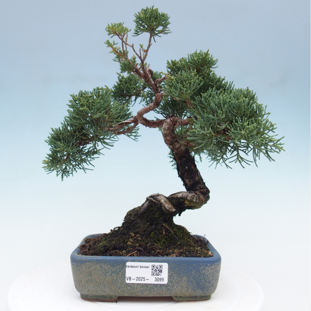 Bonsaï d'extérieur - Juniperus chinensis Kishu