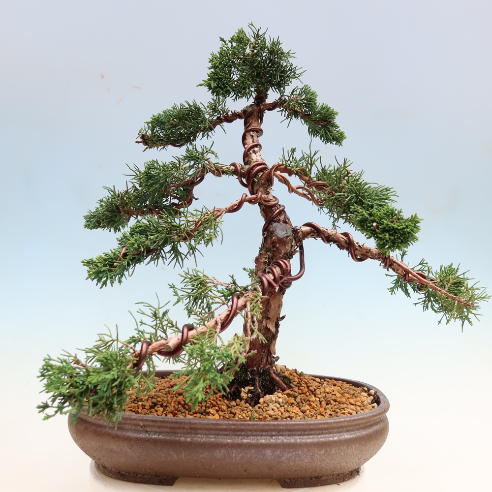 Bonsaï d'extérieur - Juniperus chinensis Kishu