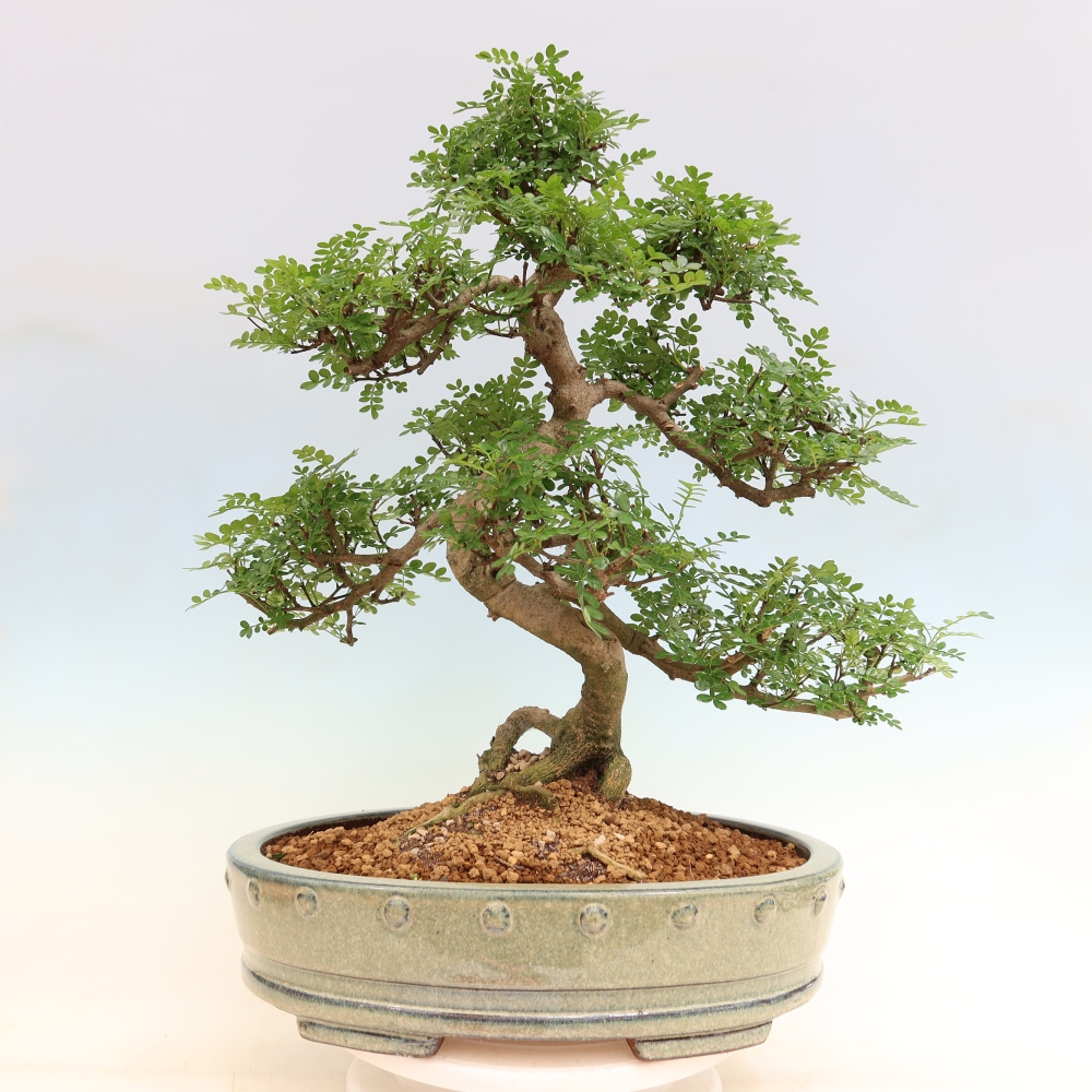 Salle bonsaï - Zantoxylum piperitum - arbre à poivre