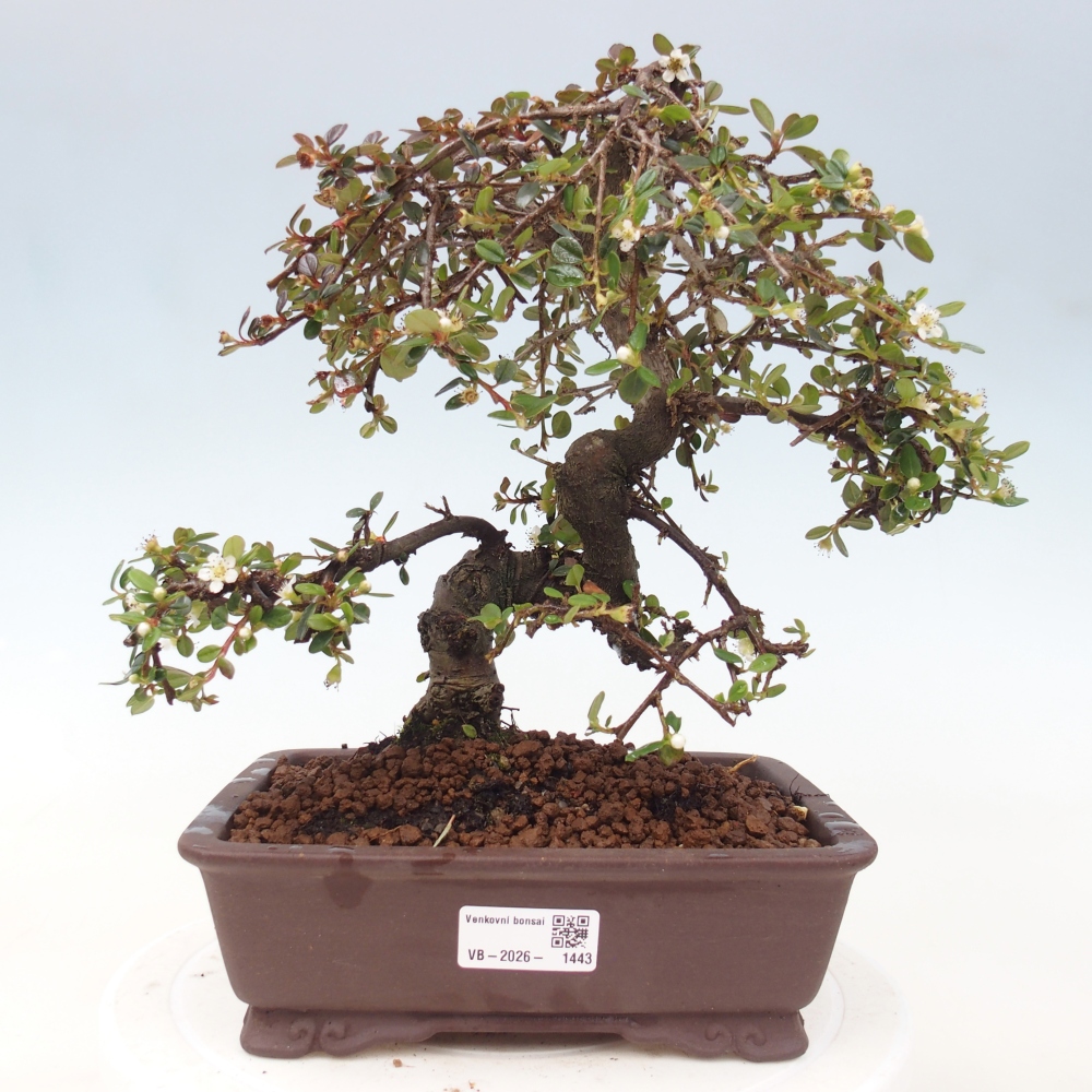Bonsaï d'extérieur-Cotoneaster dammeri - Damer's Rock