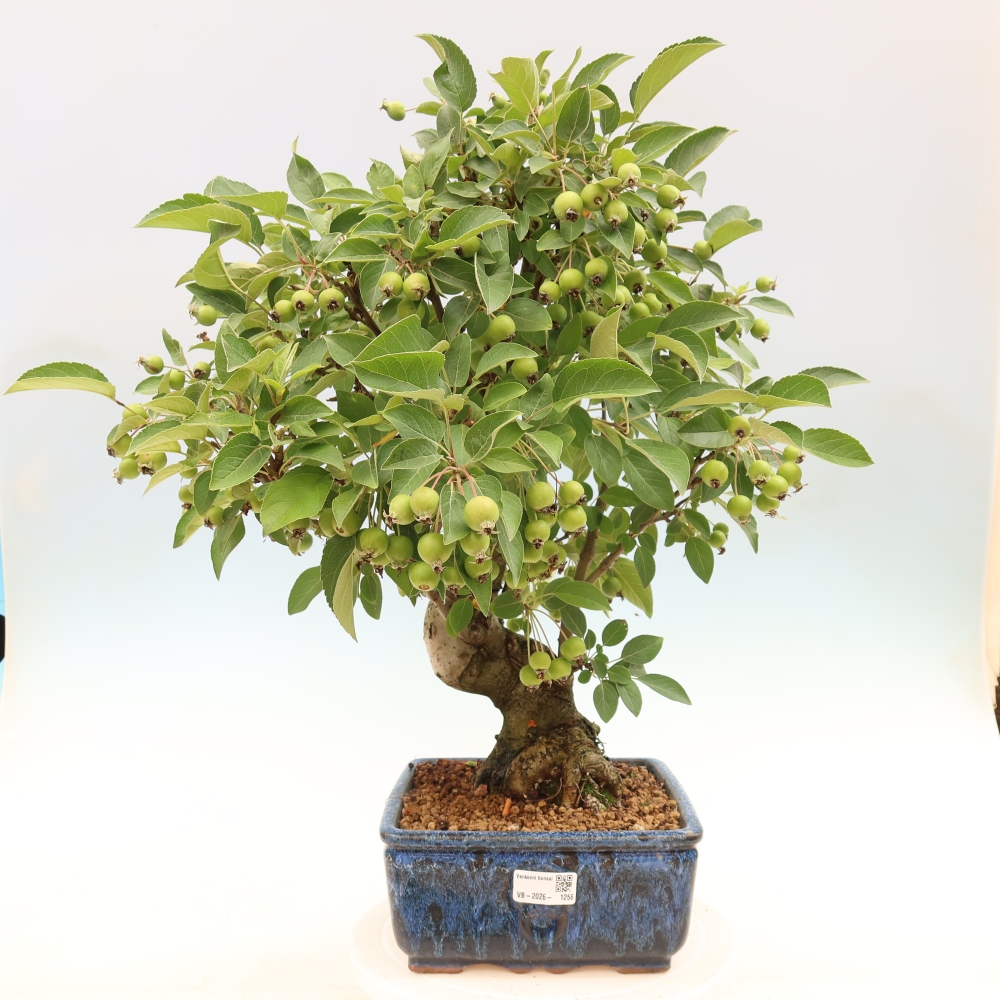 Bonsaï d'extérieur -Malus halliana - Pommier à petits fruits