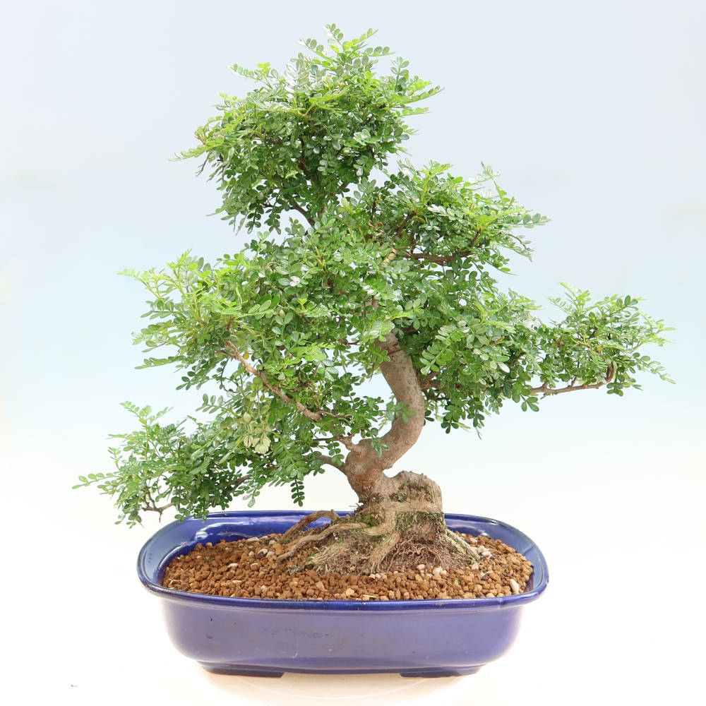 Salle bonsaï - Zantoxylum piperitum - arbre à poivre