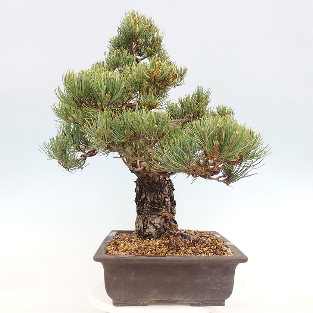 Bonsaï d'extérieur - Pinus parviflora - Pinus parviflora