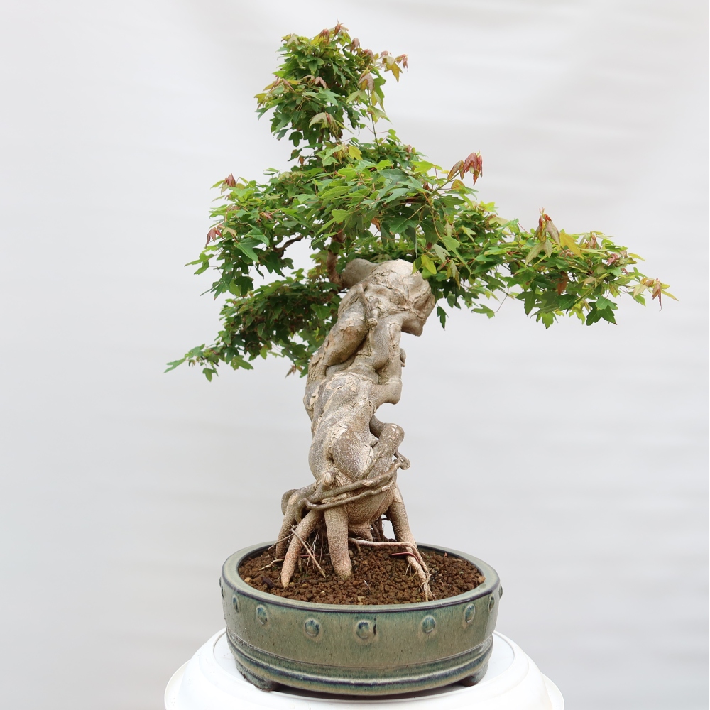 Bonsaï d'extérieur - Maple Burger - Acer Burgerianum