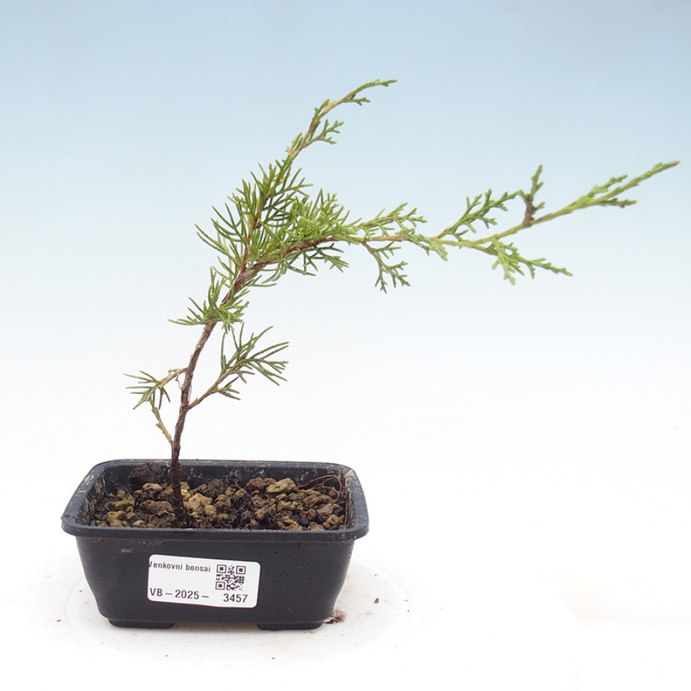 Bonsaï d'extérieur - Juniperus chinensis Itoigawa