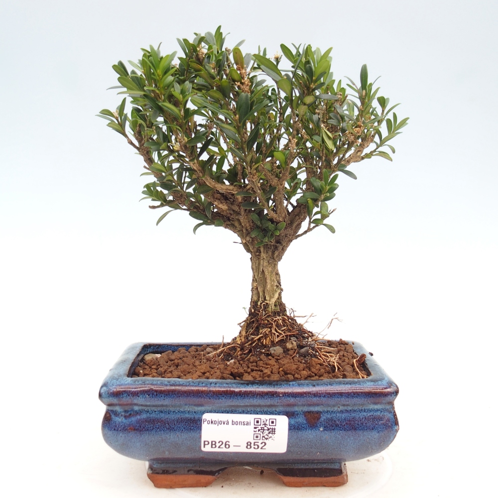 Bonsaï de chambre - Buxus harlandii - buxus liège