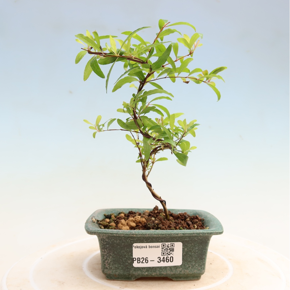 Bonsaï de chambre-PUNICA granatum nana-Pomme grenat