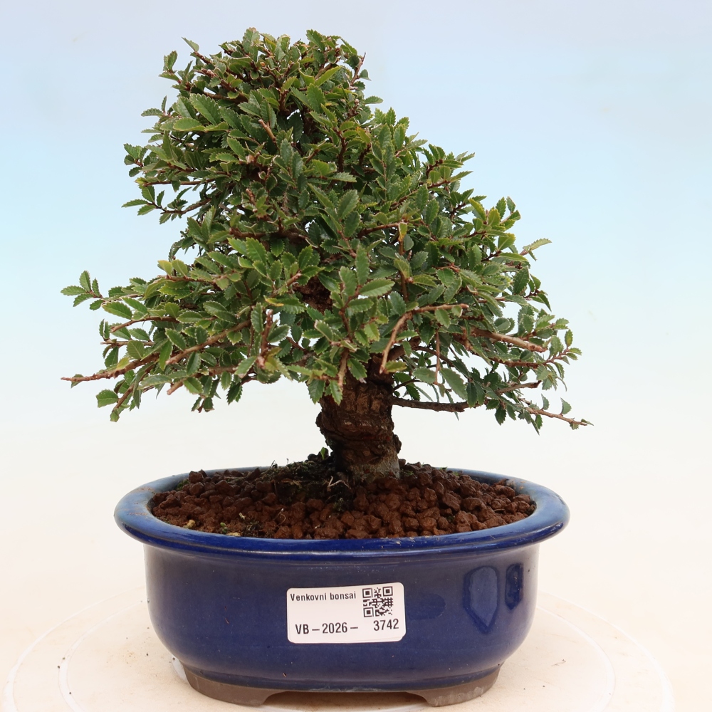 Bonsaï d'extérieur - Zelkova - Zelkova NIRE
