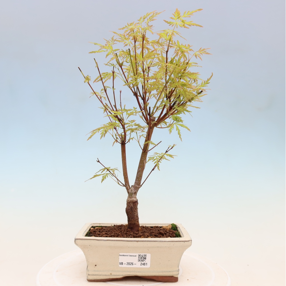 Bonsaï d'extérieur - Acer palmatum Dissectum