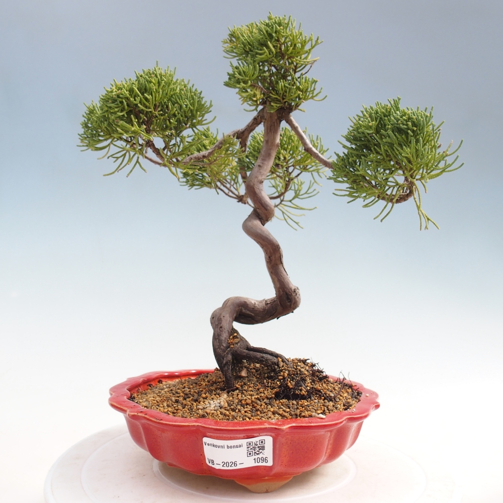 Bonsaï d'extérieur - Juniperus chinensis Kishu