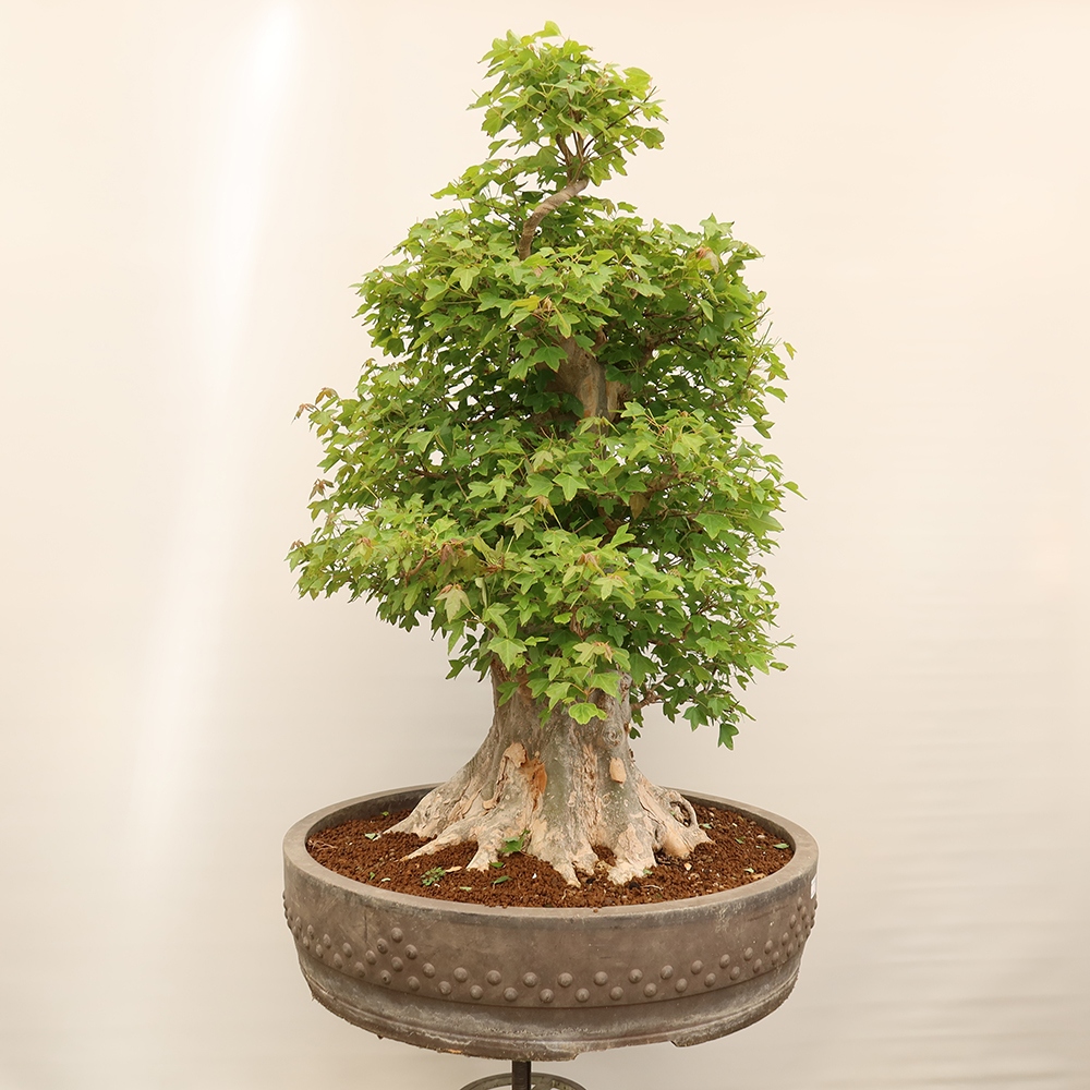 Bonsaï d'extérieur - Maple Burger - Acer Burgerianum