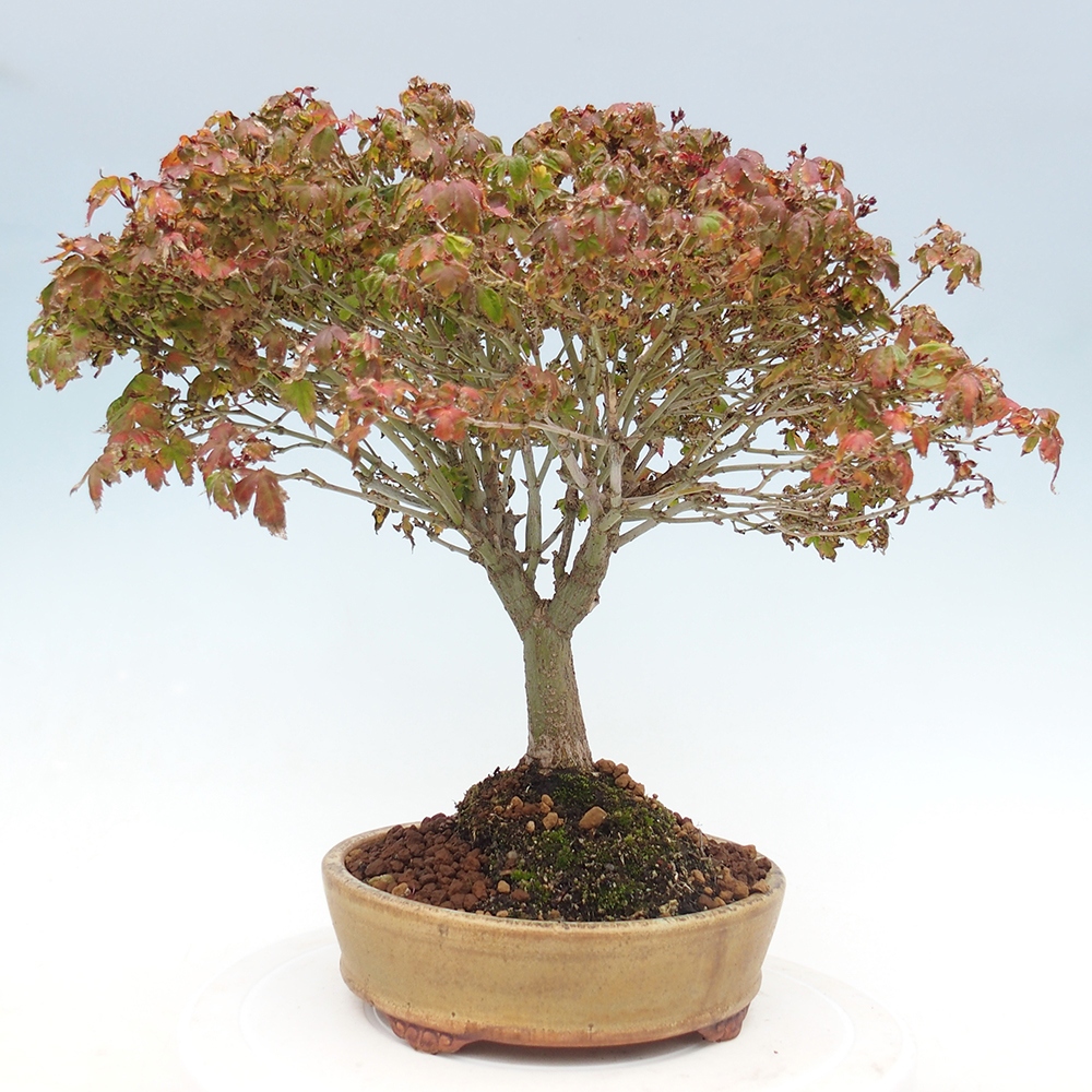 Acer palmatum KIOHIME - Érable palmé