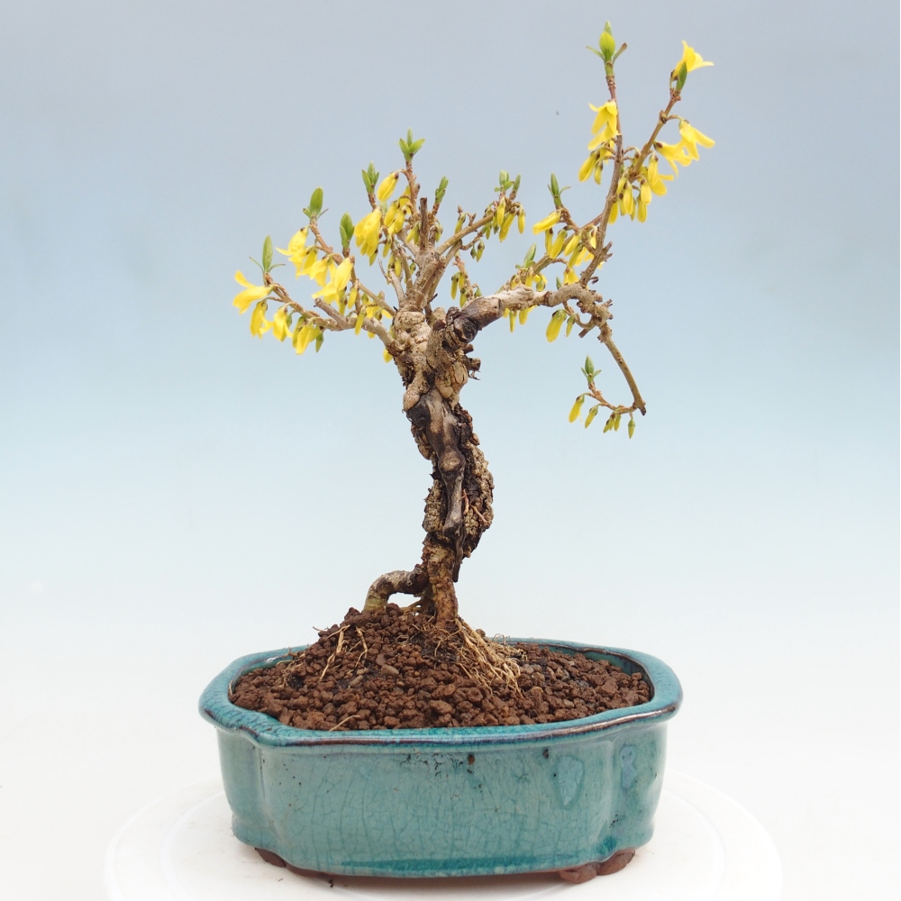 Bonsaï d'extérieur - Zlatice - Forsythia koreana