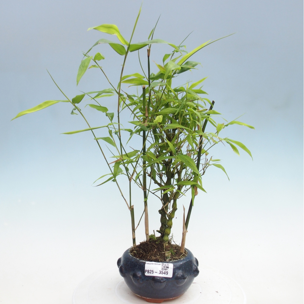 Bonsaï de chambre - Bamboo budha-Bamboo budha belly