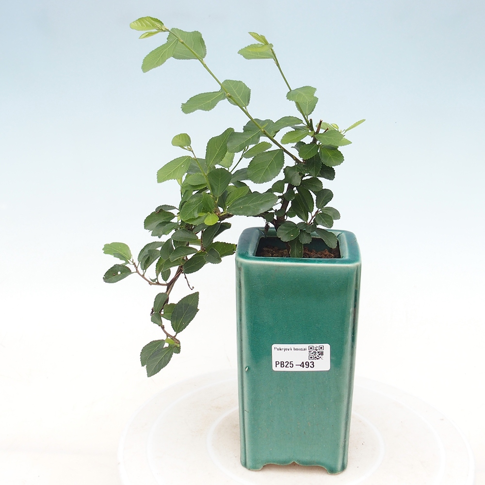 Bonsaï d'intérieur - Grewia occidentalis - Etoile de mer lavande