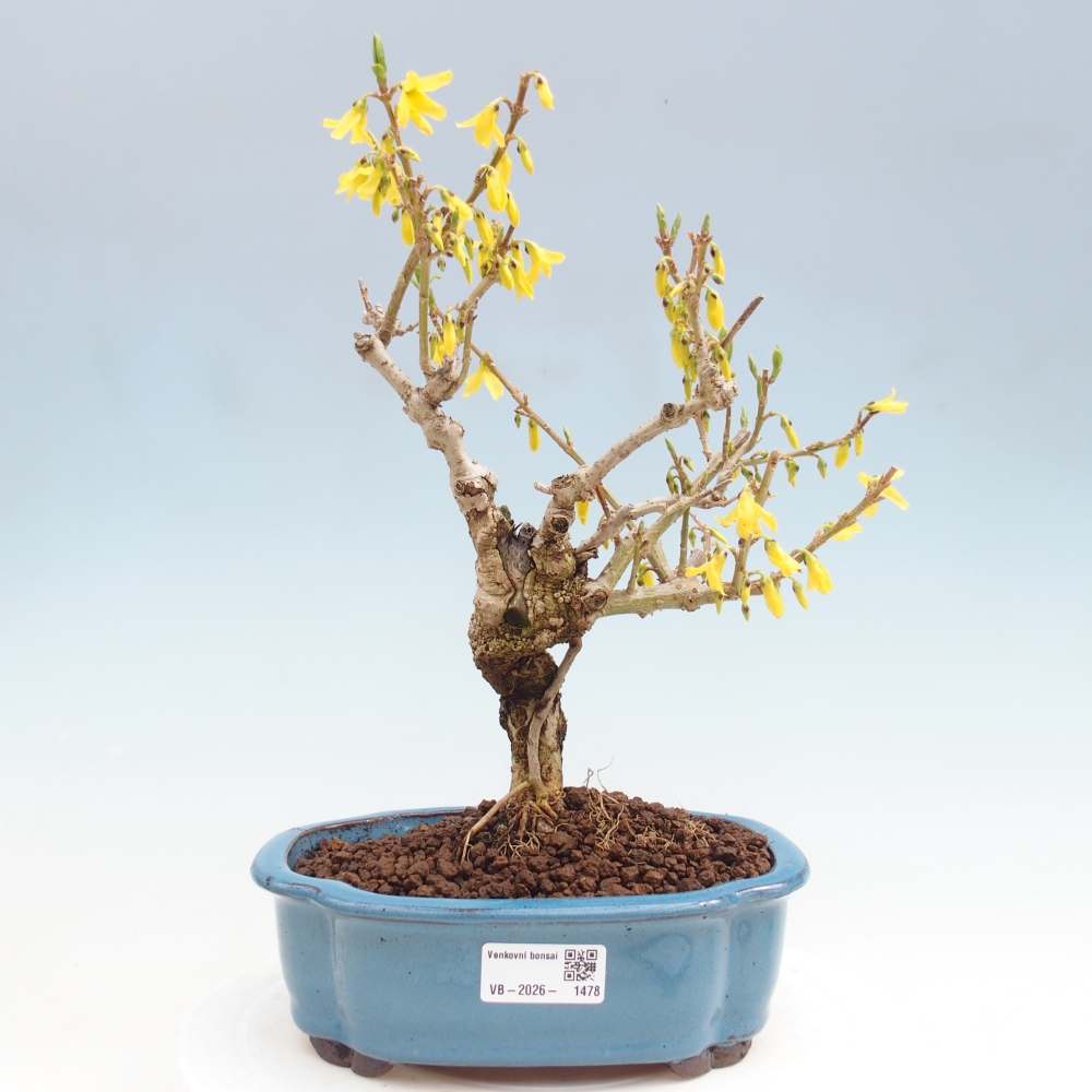 Bonsaï d'extérieur - Zlatice - Forsythia koreana