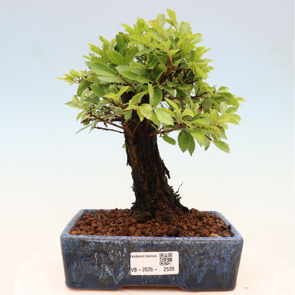 Bonsaï d'extérieur - Zelkova - Zelkova NIRE
