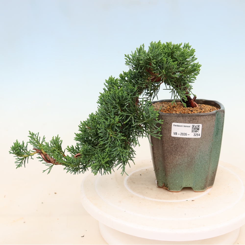 Bonsaï d'extérieur - Juniperus chinensis Kishu