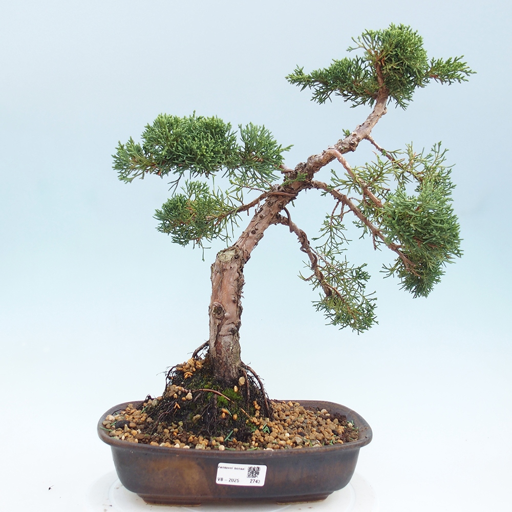 Bonsaï d'extérieur - Juniperus chinensis Kishu