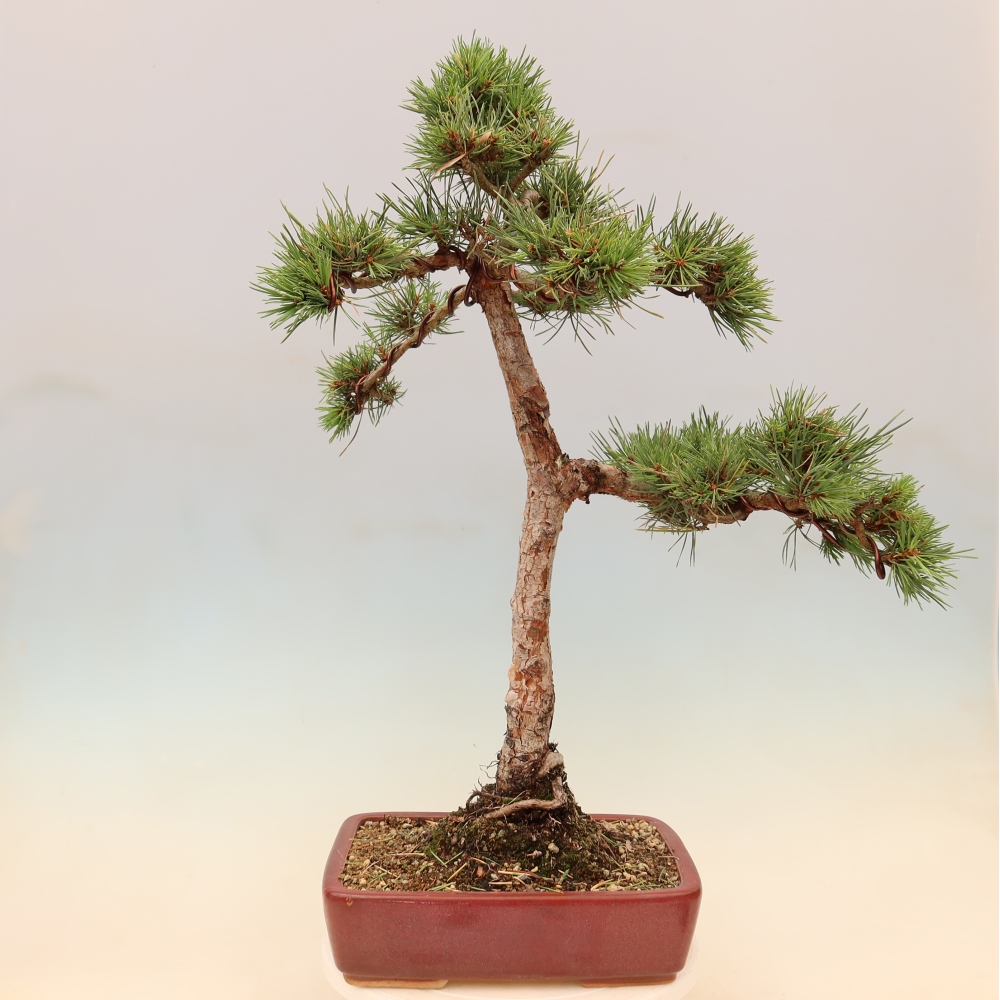 Bonsaï d'extérieur - Pinus Sylvestris Watererri - Pin sylvestre